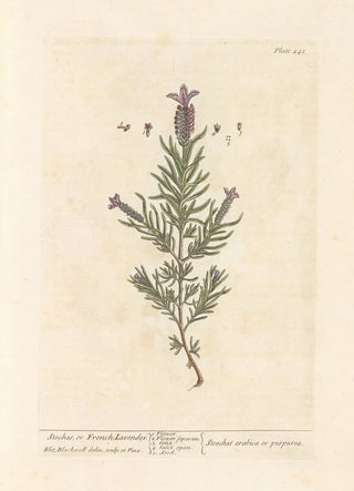 Elizabeth Blackwell - Stechas or French lavender.webp
