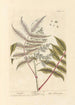 Sumac-maalaus - Elizabeth Blackwell — näkymä teoksesta