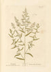 Estragon-maalaus - Elizabeth Blackwell — näkymä teoksesta