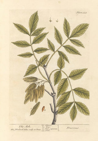 Elizabeth Blackwell - The ash.webp