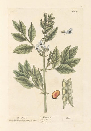 Elizabeth Blackwell - The bean.webp