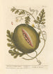 Elizabeth Blackwellin Maalaus Le citrullus ou pastèque — näkymä teoksesta
