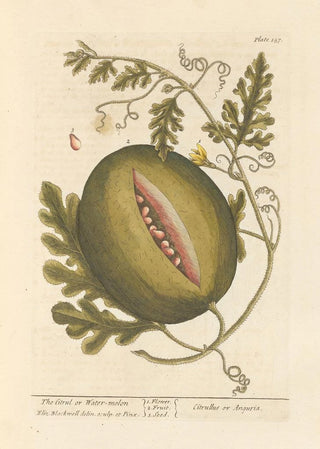 Elizabeth Blackwell - The citrul or watermelon.webp