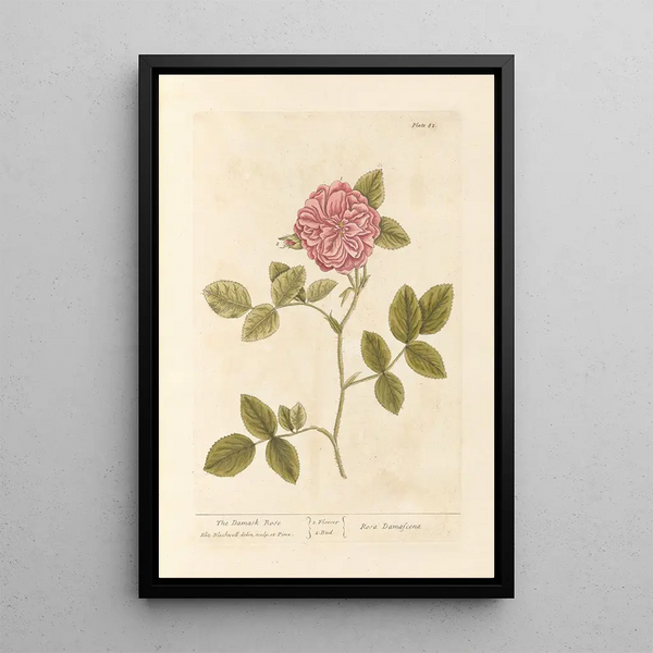 La rose de Damas - Elizabeth Blackwell — kehystetty taideteos seinällä