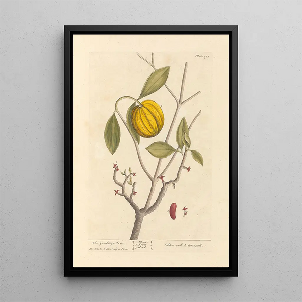Le garcinia - Elizabeth Blackwell — kehystetty taideteos seinällä