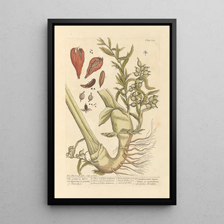Elizabeth Blackwell - The greater lesser cardamoms grains of paradyce.webp
