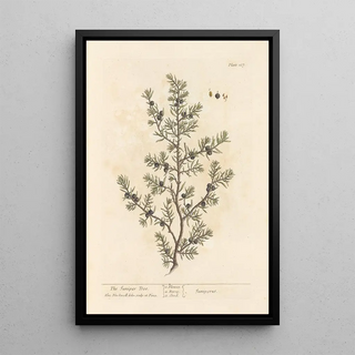 Elizabeth Blackwell - The juniper tree.webp