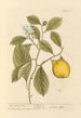 Sitruunapuu - Elizabeth Blackwell — näkymä teoksesta