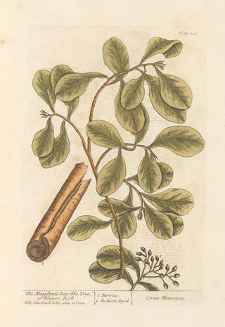 Elizabeth Blackwell - The magellanic baylike tree or winters bark.webp