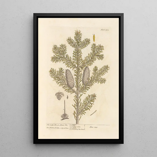 Elizabeth Blackwellin Maalaus Le sapin mâle ou sapin argenté — kehystetty taideteos seinällä