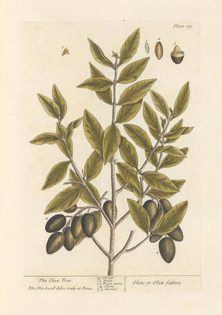 Elizabeth Blackwell - The olive tree.webp