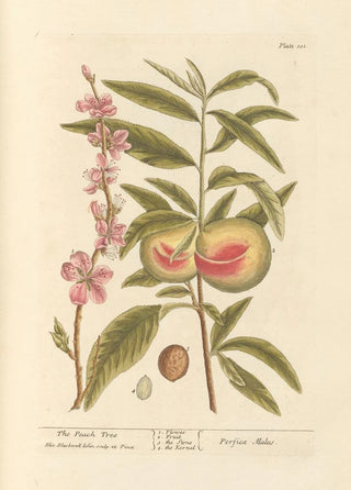 Elizabeth Blackwell - The peach tree.webp