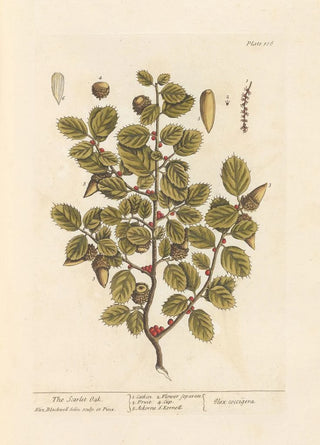 Elizabeth Blackwell - The scarlet oak.webp