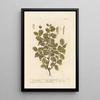 Elizabeth Blackwell - The scarlet oak.webp