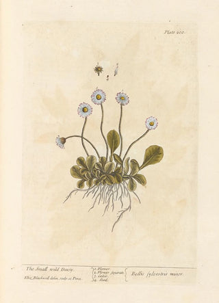 Elizabeth Blackwell - The small wild daisy.webp