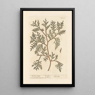 Elizabeth Blackwell - The tree of life.webp
