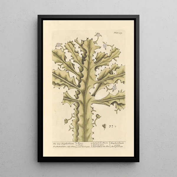Todellinen euphorbia - Elizabeth Blackwell — kehystetty taideteos seinällä
