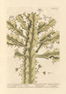 Todellinen euphorbia - Elizabeth Blackwell — näkymä teoksesta