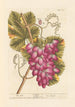 La vigne - Elizabeth Blackwell — näkymä teoksesta