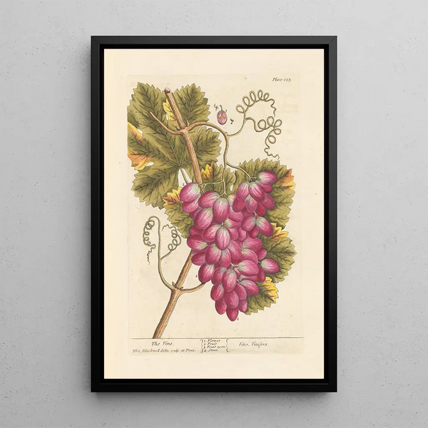La vigne - Elizabeth Blackwell — kehystetty taideteos seinällä