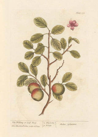 Elizabeth Blackwell - The wilding or crab tree.webp