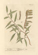 Le saule - Elizabeth Blackwell — näkymä teoksesta