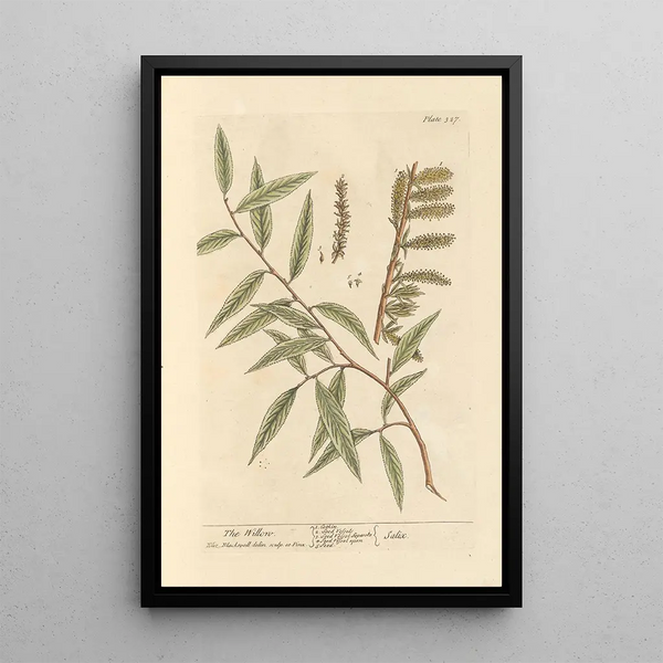 Le saule - Elizabeth Blackwell — kehystetty taideteos seinällä
