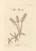 Dentelaire-maalaus - Elizabeth Blackwell — näkymä teoksesta