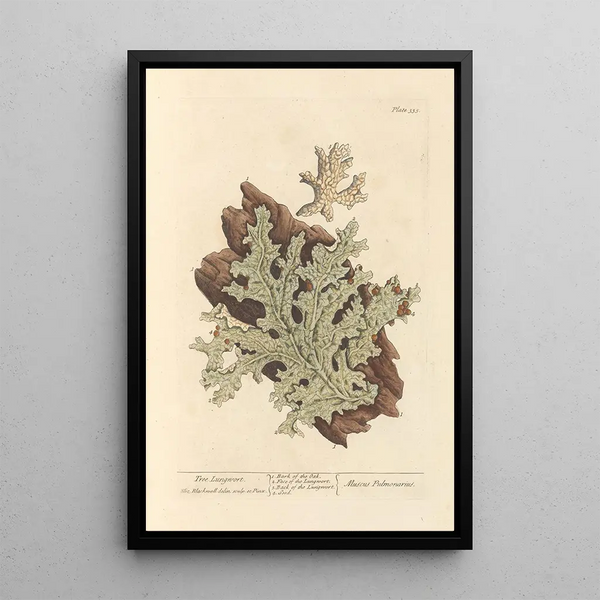 Lichen pulmonaire - Elizabeth Blackwell — kehystetty taideteos seinällä