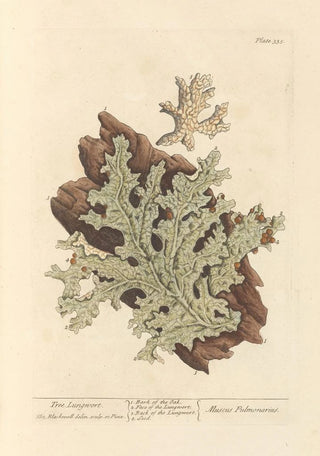 Elizabeth Blackwell - Tree lungwort.webp