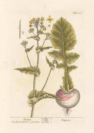 Elizabeth Blackwell - Turnep.webp