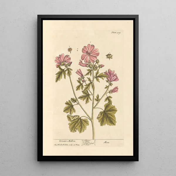 Mauve-vaaleanpunainen - Elizabeth Blackwell — kehystetty taideteos seinällä