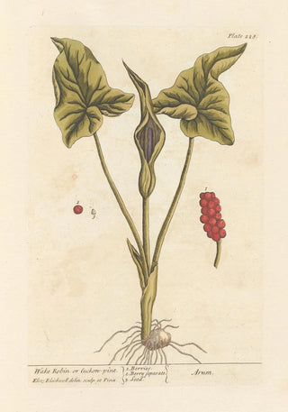 Elizabeth Blackwell - Wake robin or cuckonpint.webp