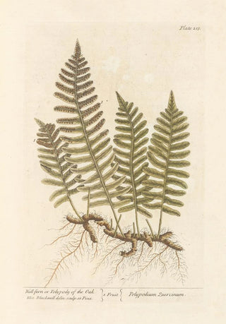 Elizabeth Blackwell - Wallfern or polypody of the oak.webp