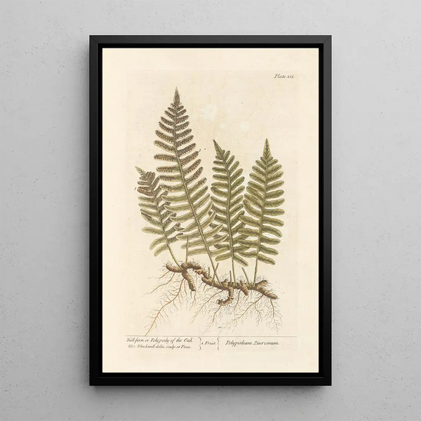 Fougère-seinämaalaus tai tammen polypodi - Elizabeth Blackwell — kehystetty taideteos seinällä