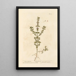 Elizabeth Blackwell - Water calamint.webp