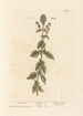 Mentha aquatica - Elizabeth Blackwell — näkymä teoksesta
