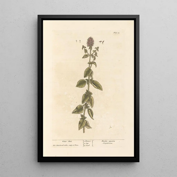 Mentha aquatica - Elizabeth Blackwell — kehystetty taideteos seinällä