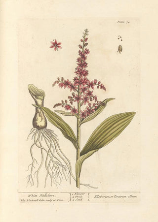 Elizabeth Blackwell - White hellebore.webp