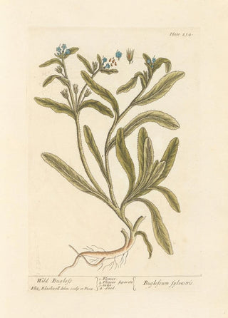 Elizabeth Blackwell - Wild bugloss.webp