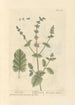 Sauge sauvage - Elizabeth Blackwell — näkymä teoksesta