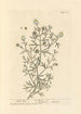 Rue sauvage - Elizabeth Blackwell — näkymä teoksesta