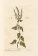 Sauge des bois - Elizabeth Blackwell — näkymä teoksesta