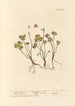 Oxalis-maalaus - Elizabeth Blackwell — näkymä teoksesta