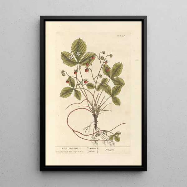 Fraises des bois - Elizabeth Blackwell — kehystetty taideteos seinällä