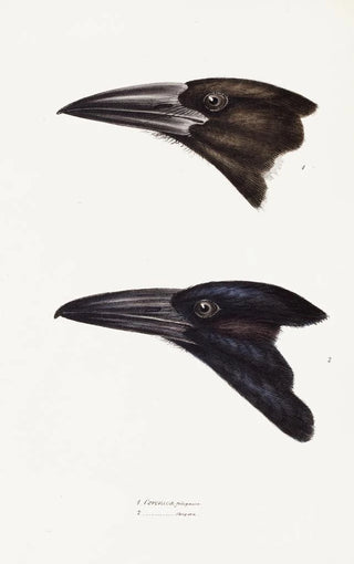 Elizabeth Gould - A synopsis of the birds of Australia and the adjacent Islands Pl05.webp