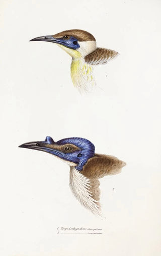 Elizabeth Gould - A synopsis of the birds of Australia and the adjacent Islands Pl13.webp