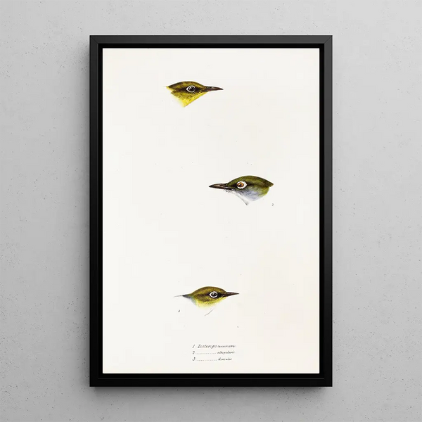 Elizabeth Gould - A synopsis of the birds of Australia and the adjacent Islands Pl18.webp