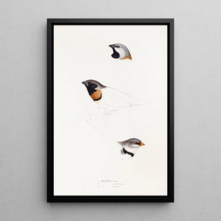 Elizabeth Gould - A synopsis of the birds of Australia and the adjacent Islands Pl21.webp
