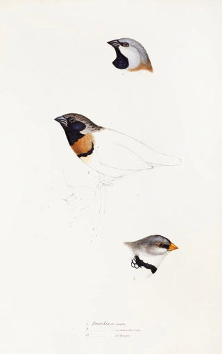 Elizabeth Gould - A synopsis of the birds of Australia and the adjacent Islands Pl21.webp